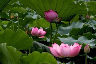 荷花爆料二次曝光视频,揭秘幕后真相与精彩瞬间 第3张 荷花爆料二次曝光视频,揭秘幕后真相与精彩瞬间 第3张